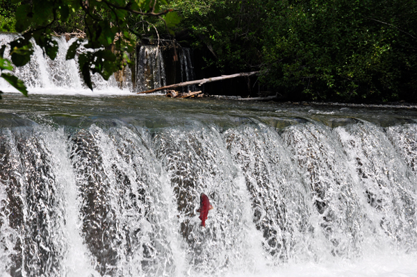 salmon jumping up Ship Creek Dam
